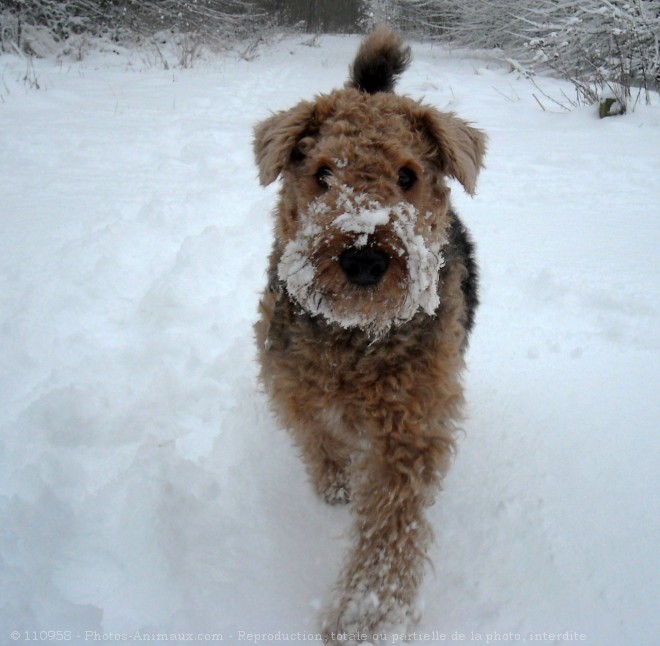 Photo d'Airedale terrier