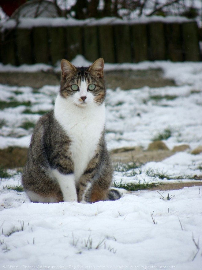 Photo de Chat domestique