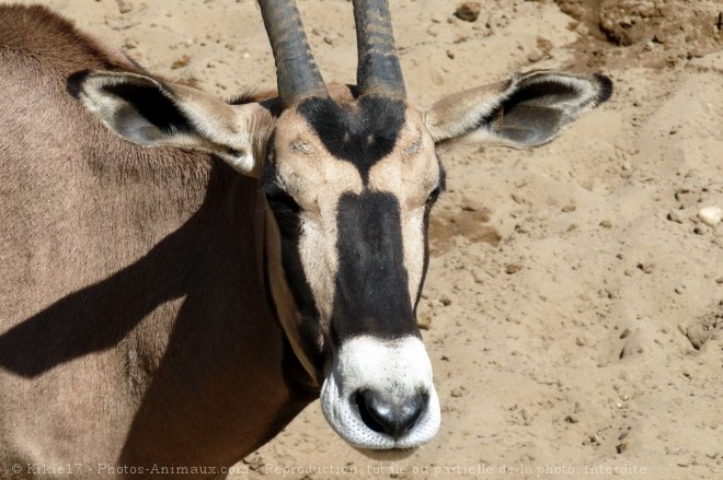 Photo d'Oryx