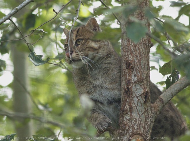 Photo de Chat viverrin  (pcheur)