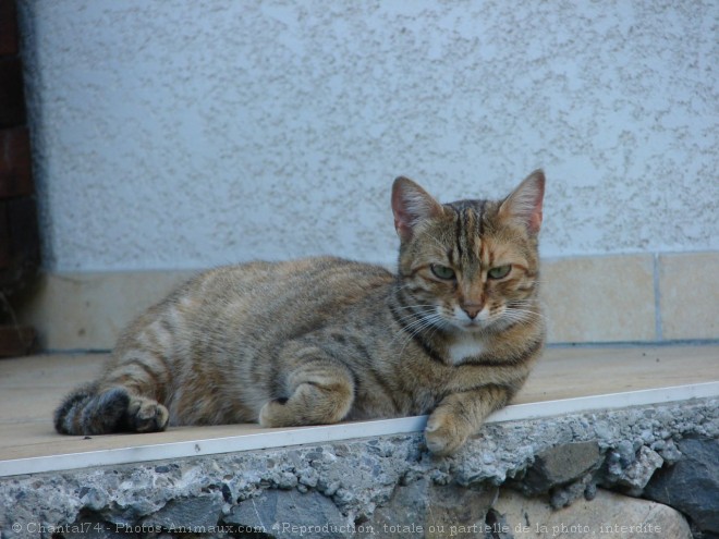 Photo de Chat domestique