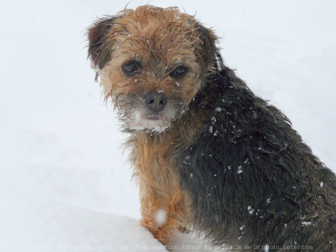 Photo de Border terrier