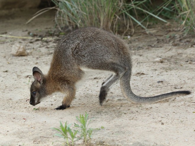 Photo de Wallaby