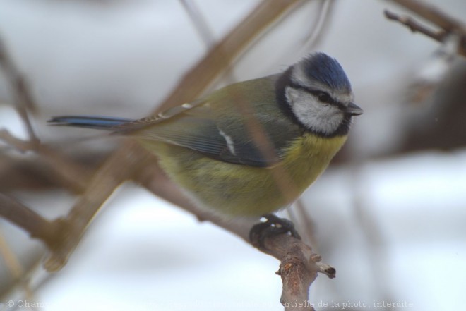 Photo de Msange bleue