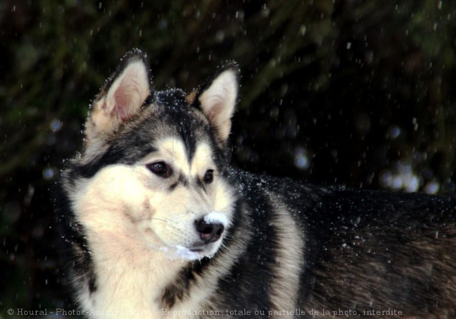 Photo de Malamute de l'alaska