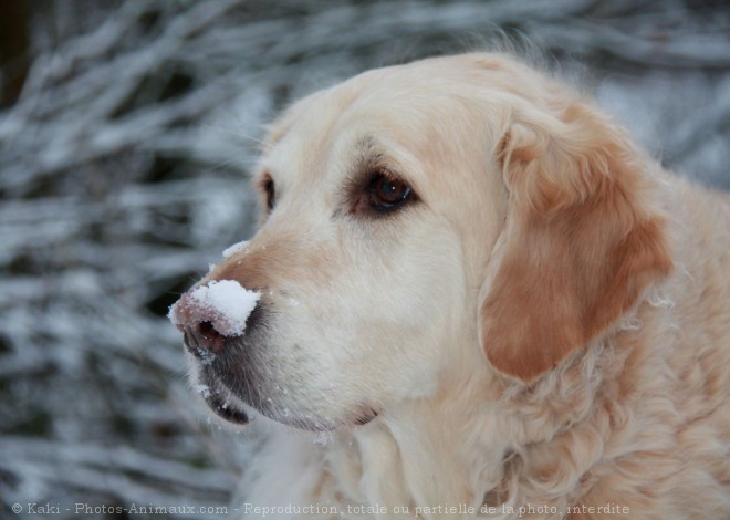 Photo de Golden retriever