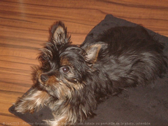 Photo de Yorkshire terrier