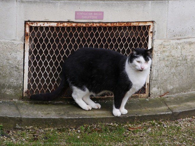 Photo de Chat domestique