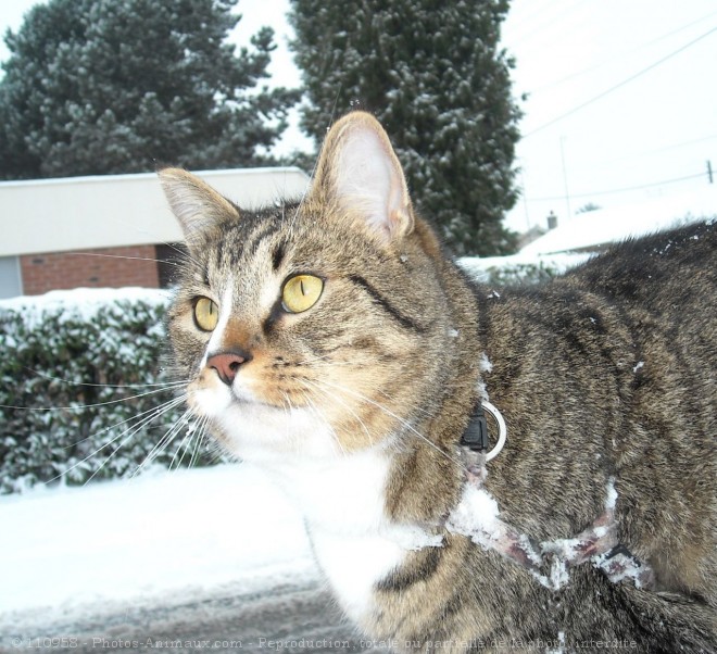 Photo de Chat domestique