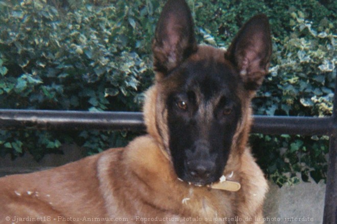 Photo de Berger belge malinois