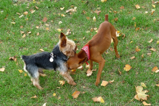 Photo de Yorkshire terrier