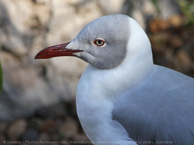 Photo de Mouette