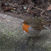 Photo de Rouge gorge