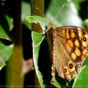 Photo de Papillon