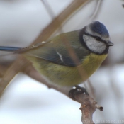 Photo de Msange bleue