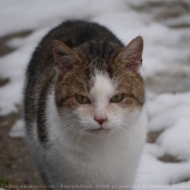 Photo de Chat domestique