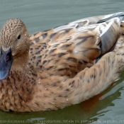 Photo de Canard colvert