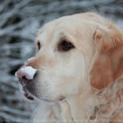 Photo de Golden retriever