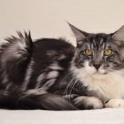 Photo de Maine coon