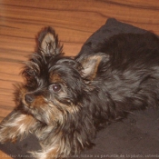 Photo de Yorkshire terrier