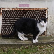 Photo de Chat domestique