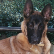 Photo de Berger belge malinois