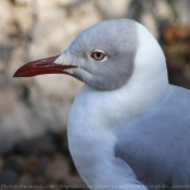 Photo de Mouette