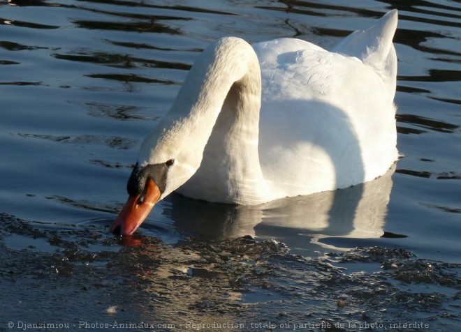 Photo de Cygne