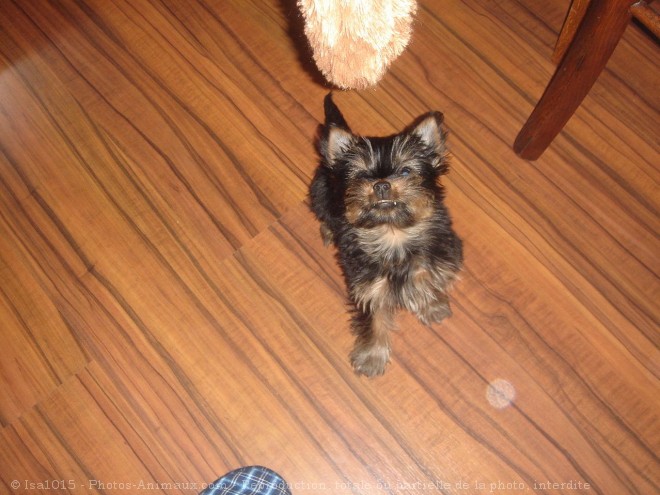 Photo de Yorkshire terrier