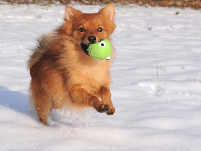 Photo de Petit spitz