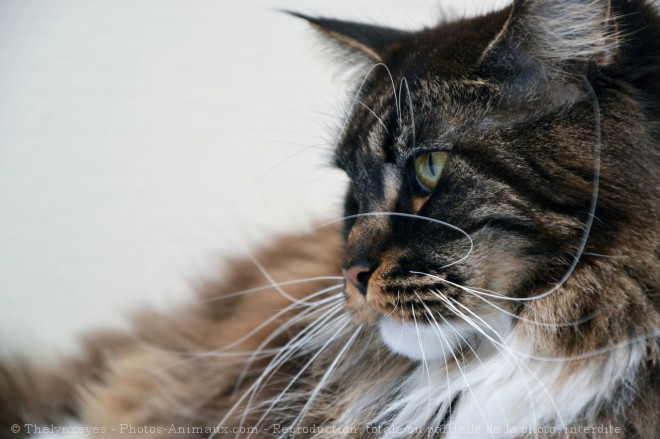 Photo de Maine coon