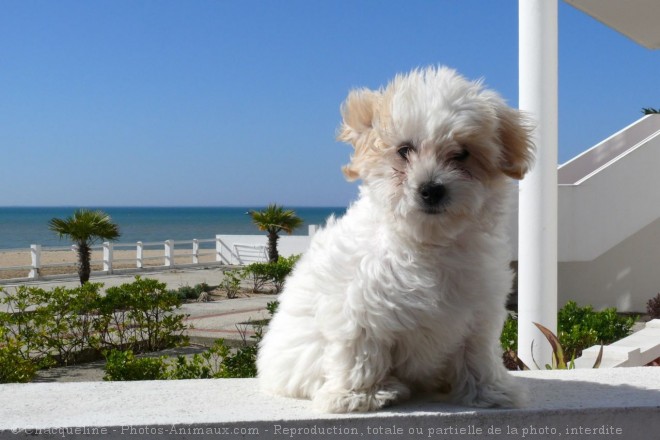 Photo de Coton de tulear