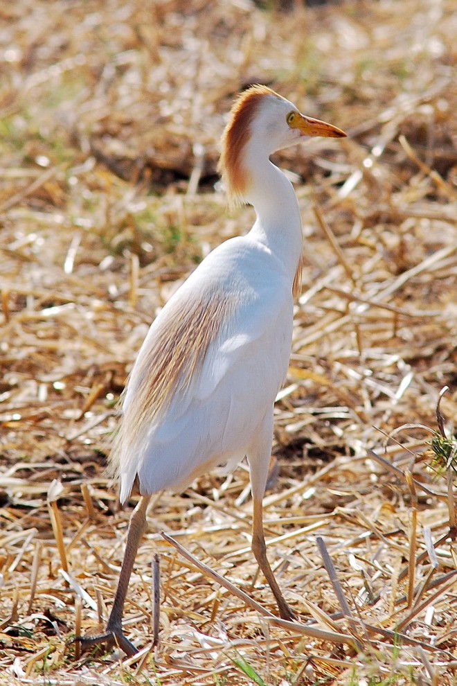 Photo de Hron garde-boeufs