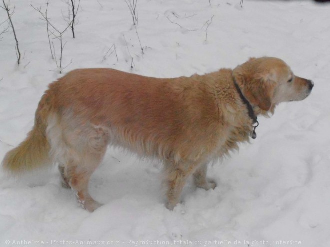 Photo de Golden retriever