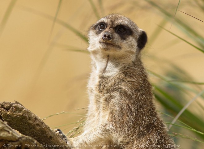 Photo de Suricate