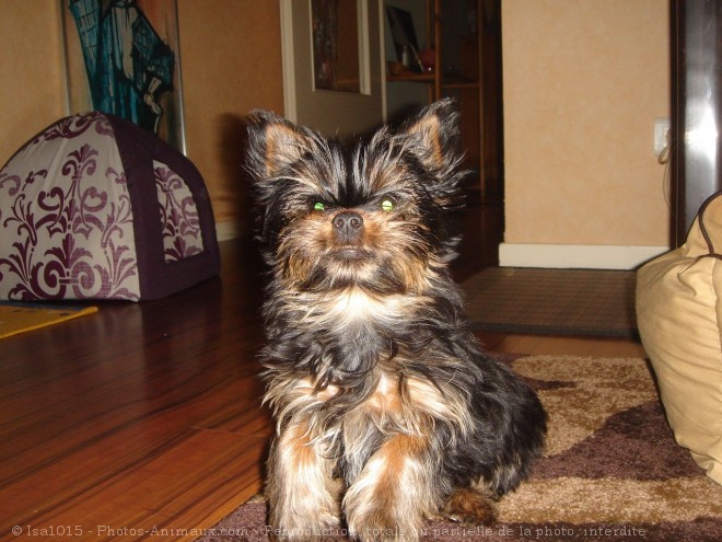 Photo de Yorkshire terrier