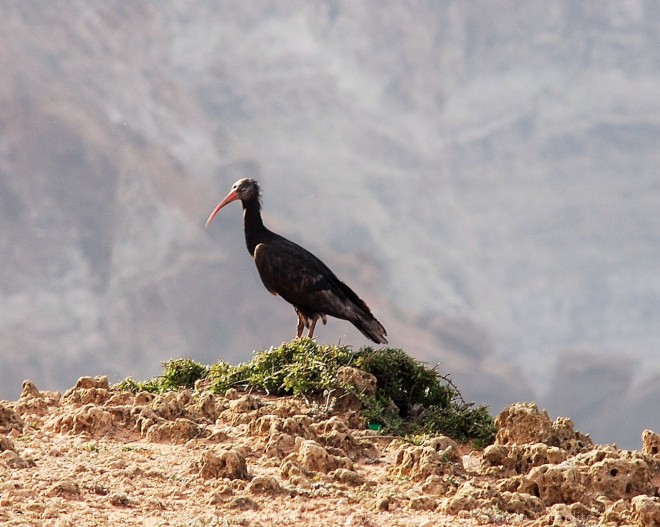 Photo d'Ibis chauve