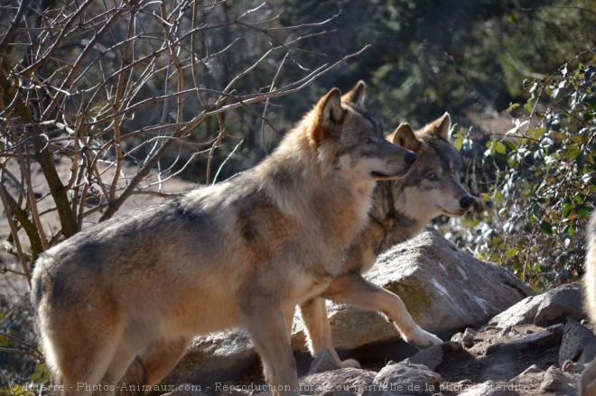 Photo de Loup