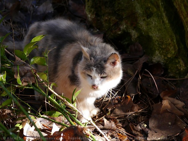 Photo de Chat domestique