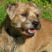 Photo de Border terrier