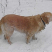 Photo de Golden retriever