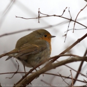 Photo de Rouge gorge