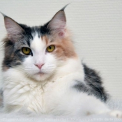 Photo de Maine coon