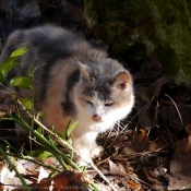 Photo de Chat domestique