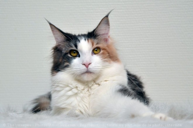 Photo de Maine coon