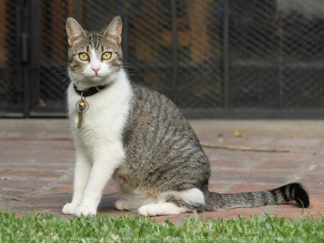 Photo de Chat domestique