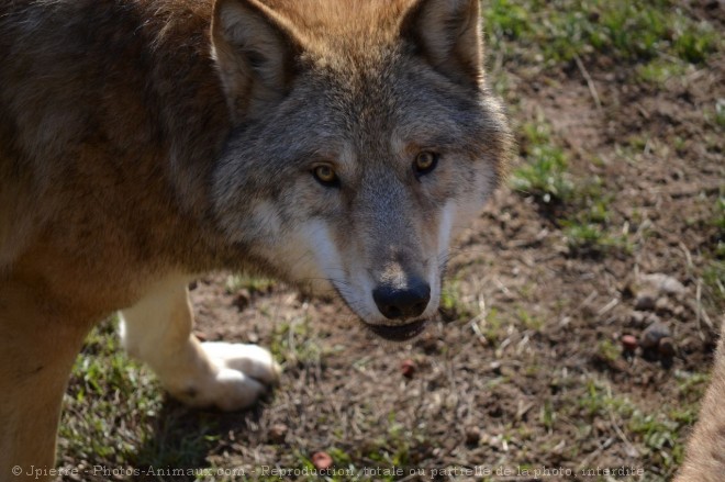 Photo de Loup