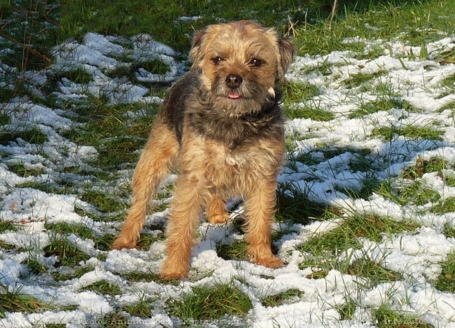 Photo de Border terrier