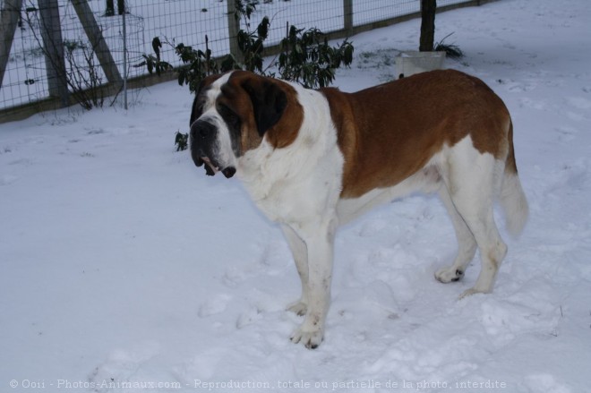 Photo de Saint-bernard poil long