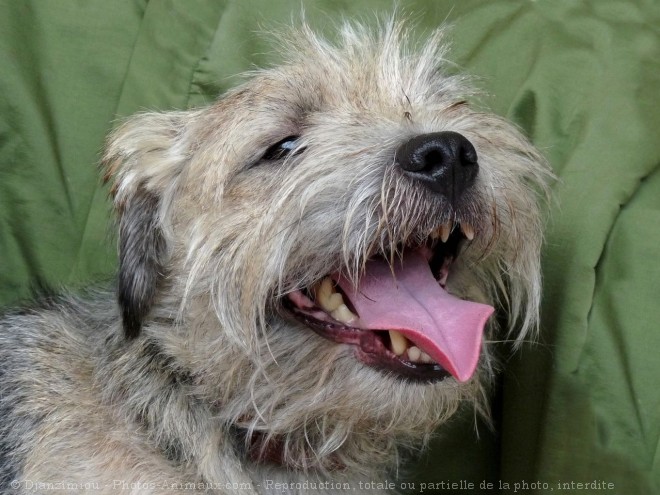 Photo de Border terrier